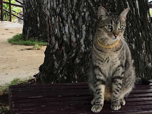 Foto Anak kucing mamalia fauna