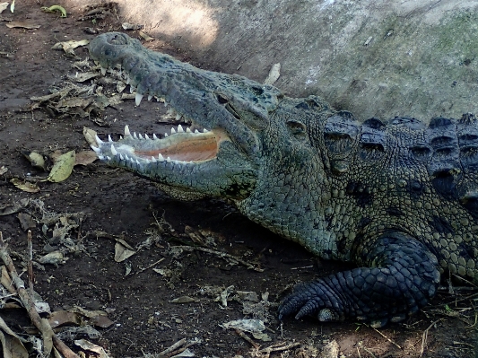 Yaban hayatı sürüngen fauna timsah Fotoğraf