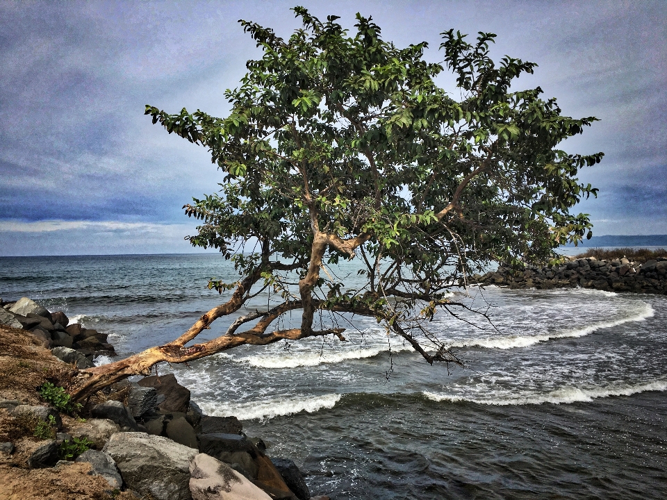 海滩 景观 海 海岸