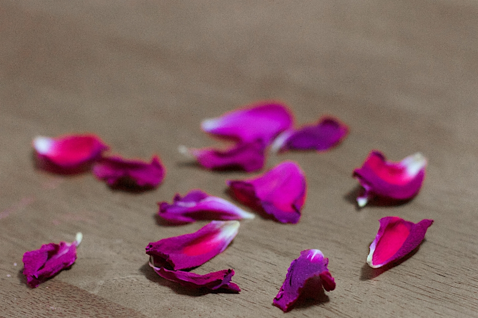 Hand flower purple petal