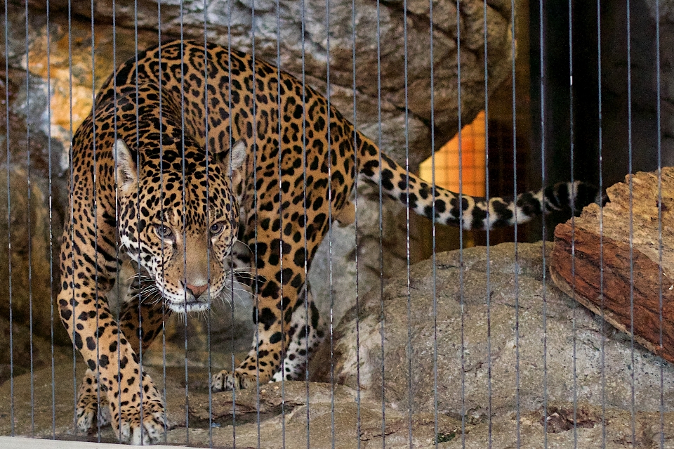 Faune zoo mammifère fauna