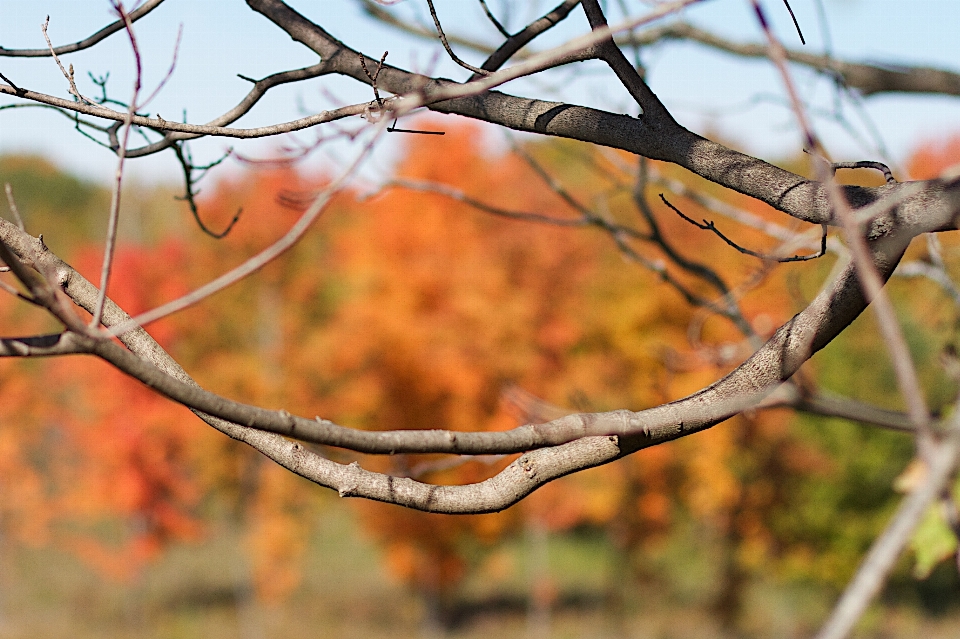 Baum natur zweig anlage