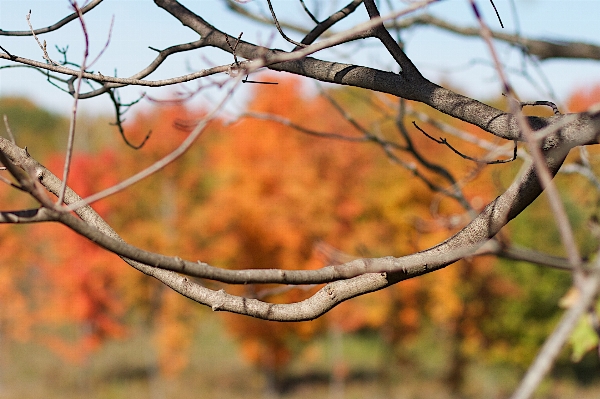 Tree nature branch plant Photo