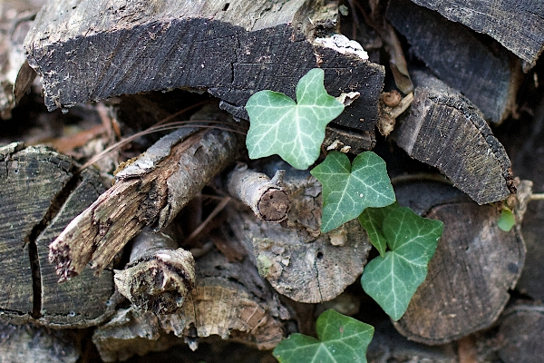 Leaf flower wildlife turtle Photo