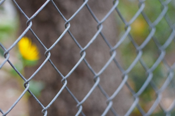 Grass branch fence plant Photo