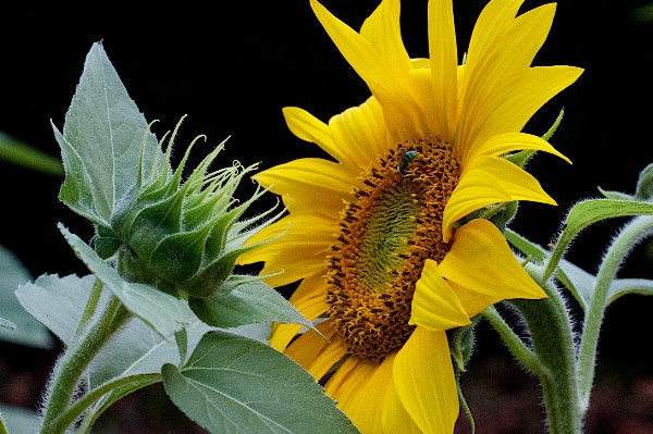 Plant flower botany yellow Photo