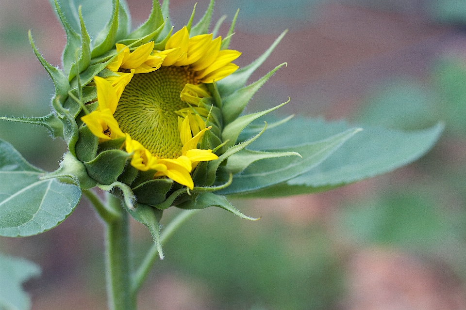 自然 植物 叶子 花