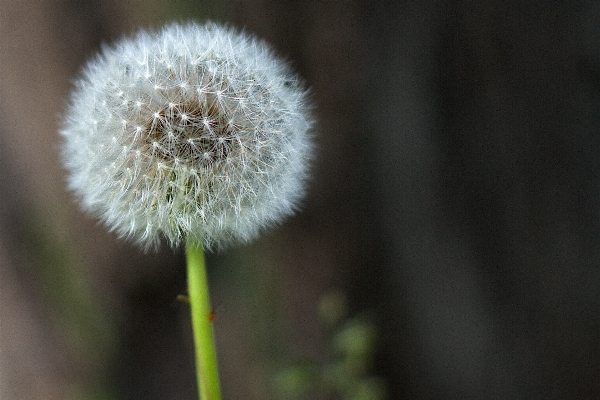 Plant photography dandelion flower Photo