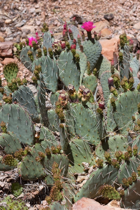 Cacto
 plantar deserto flor