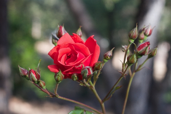 Blossom plant leaf flower Photo