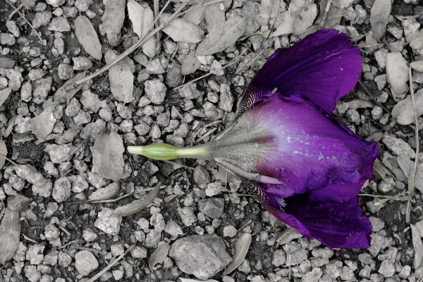 Blossom plant leaf flower Photo