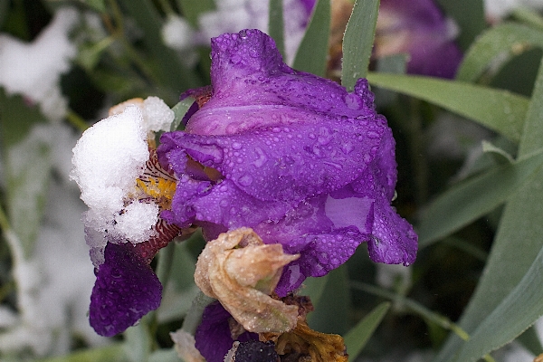 Blossom plant flower petal Photo