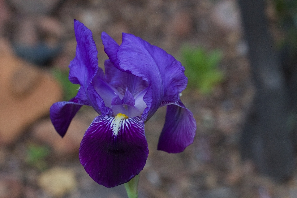 çiçek bitki örtüsü iris
