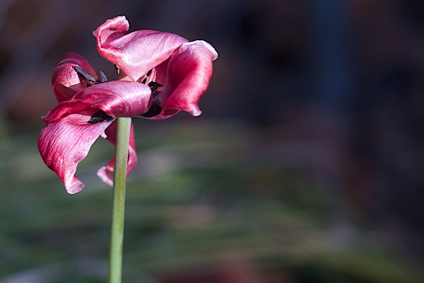 Blüte anlage fotografie blatt Foto