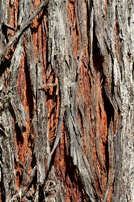 Tree nature forest branch Photo