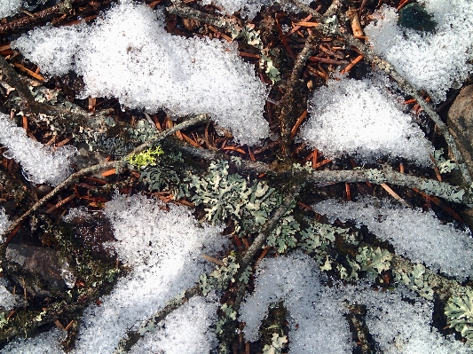 木 自然 ブランチ 雪 写真