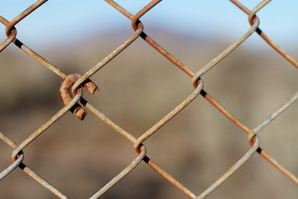 Branch fence sunlight leaf Photo