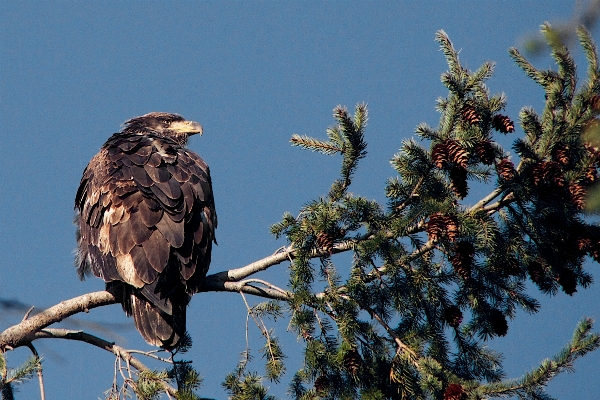 Branch bird wildlife beak Photo