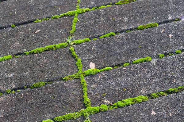 草 植物 分野 芝生 写真