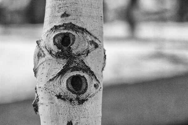 Photo Arbre hiver noir et blanc
 bois