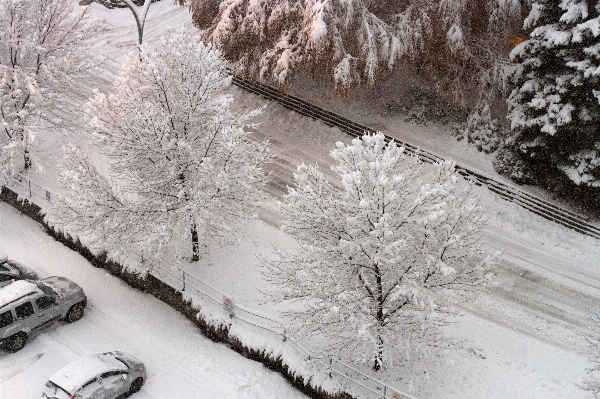 Branch snow winter frost Photo