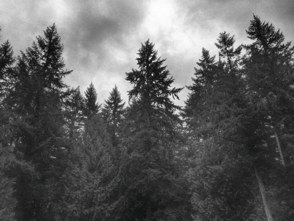 Baum natur wald zweig