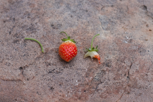 Anlage blatt blume essen Foto