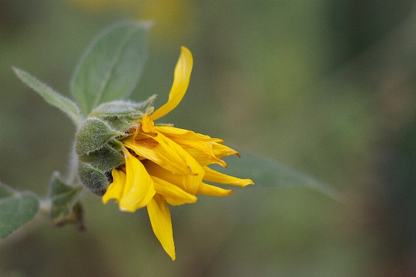 自然 花 植物 写真撮影 写真