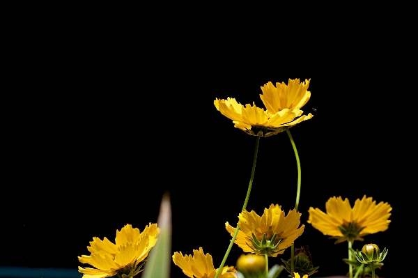 Foto Planta luz de sol flor pétalo