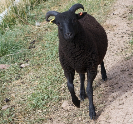 Foto Bocina pastar
 pasto
 oveja