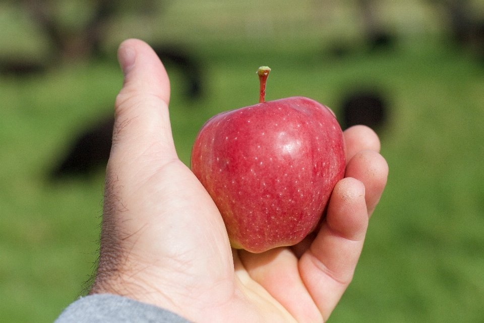 Hand apple plant fruit