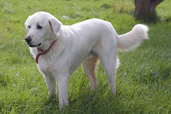 Dog sheep mammal golden retriever Photo