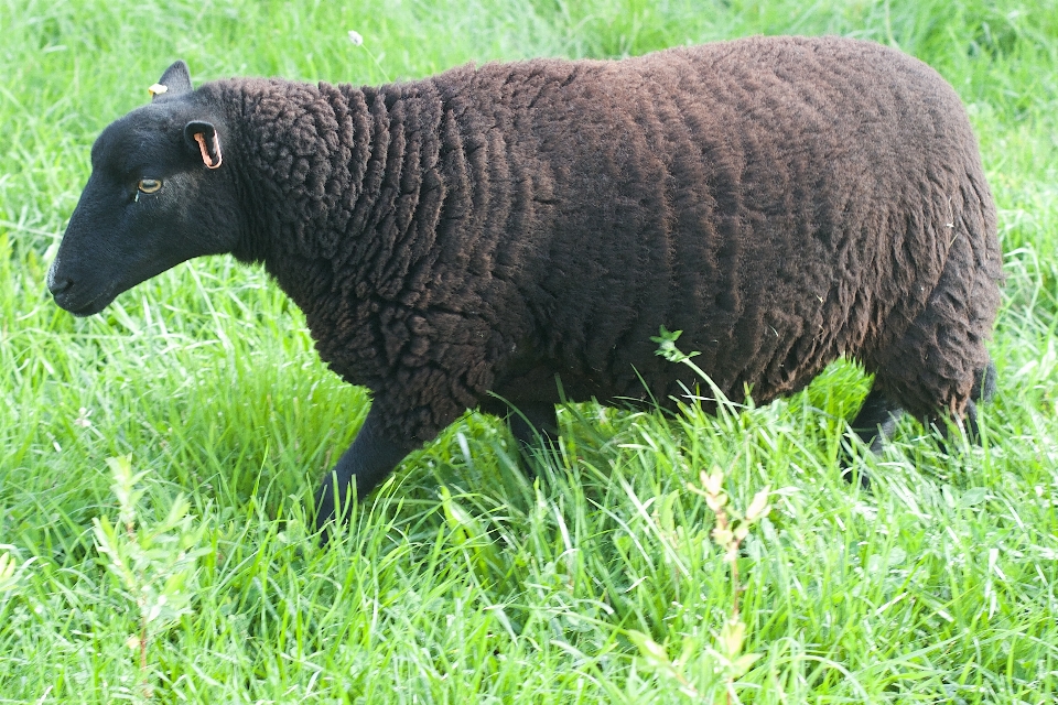 Gras tierwelt weide
 weiden
