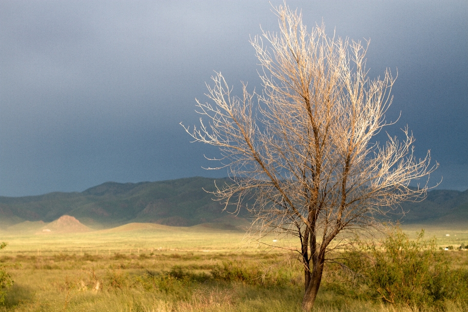 Landscape tree nature grass