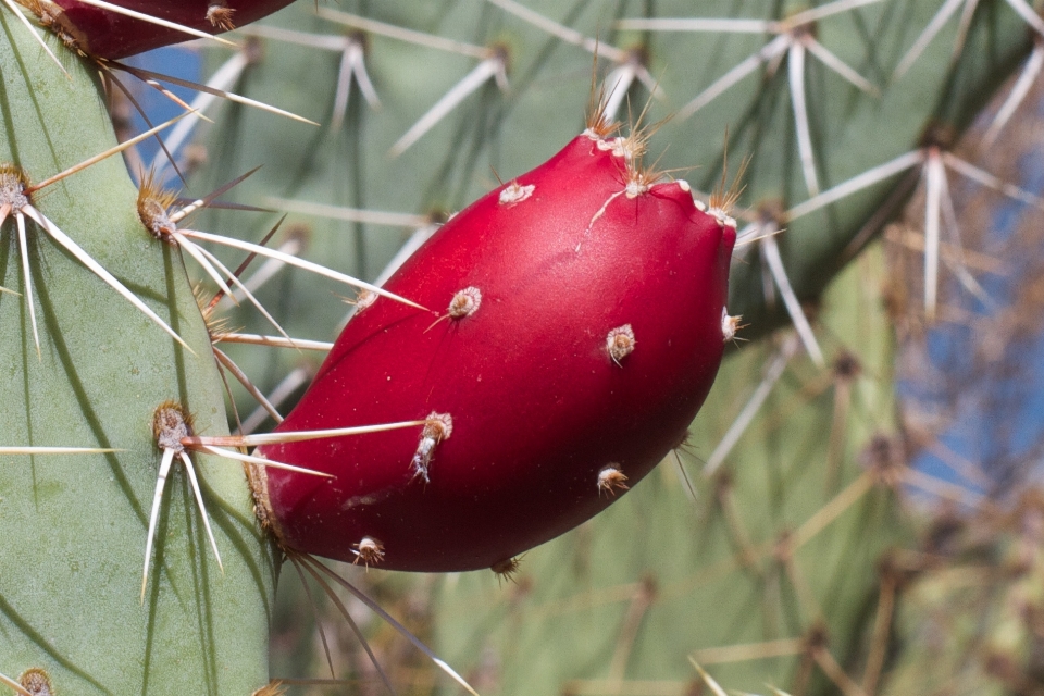 Cacto
 plantar fruta folha