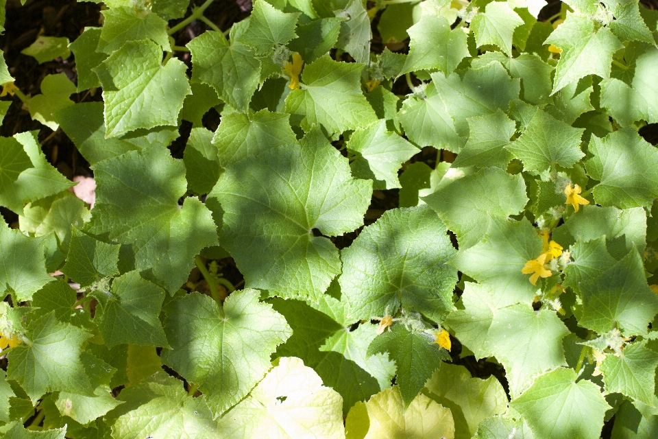 árvore plantar folha flor