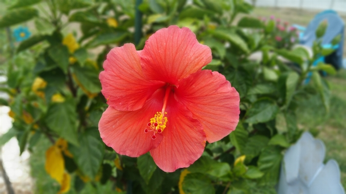 Nature blossom plant flower Photo