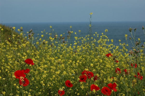 Landscape sea nature grass Photo