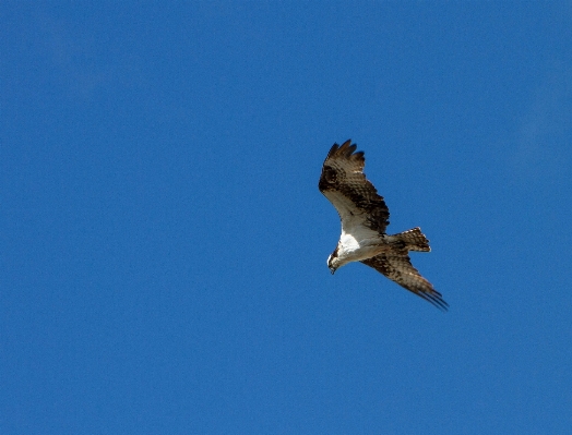 Nature bird wing sky Photo