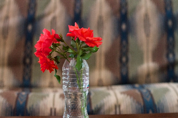 植物 花 薔薇 春 写真