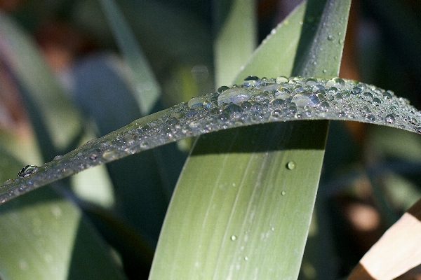 水 ブランチ 露 植物 写真