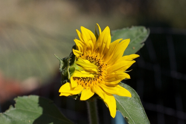 Nature plant flower petal Photo