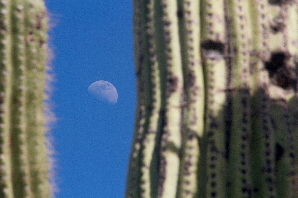 Albero cactus
 pianta foglia