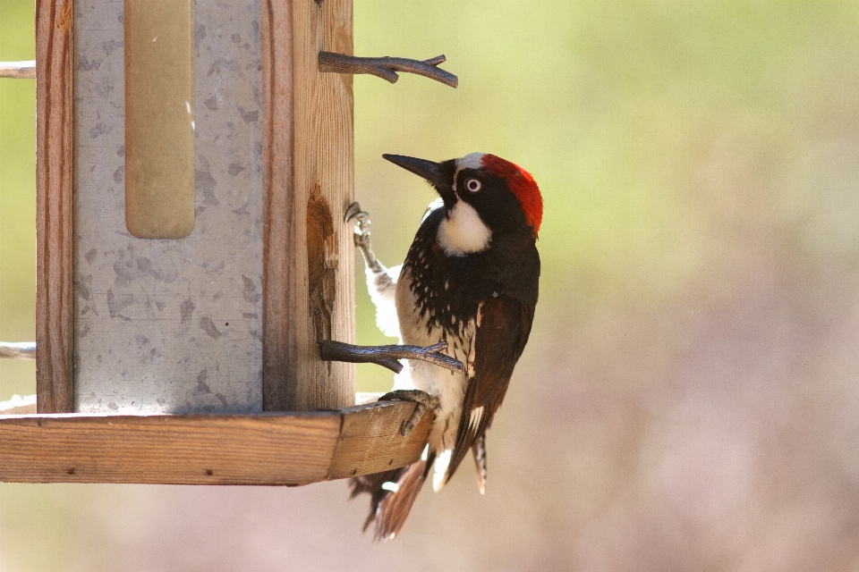 Bird beak fauna vertebrate