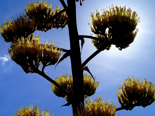 Tree nature branch blossom Photo