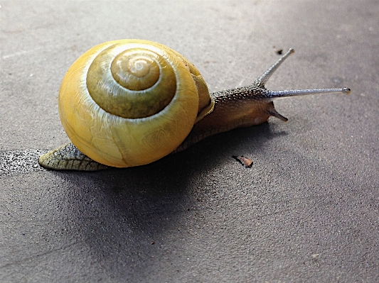 Fauna 無脊椎動物 カタツムリ 軟体動物 写真