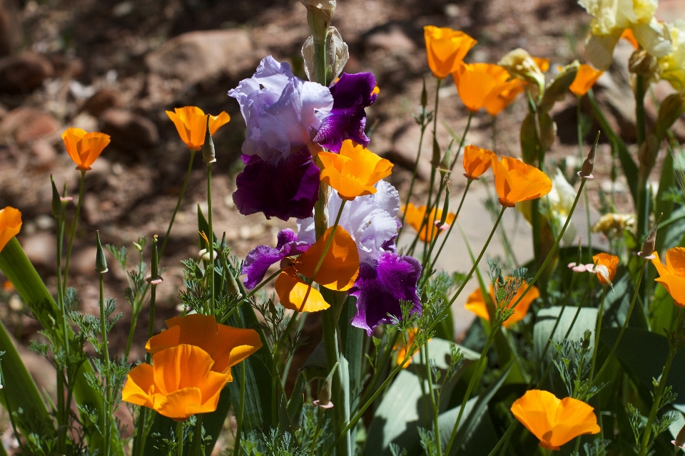 Anlage wiese
 blume flora