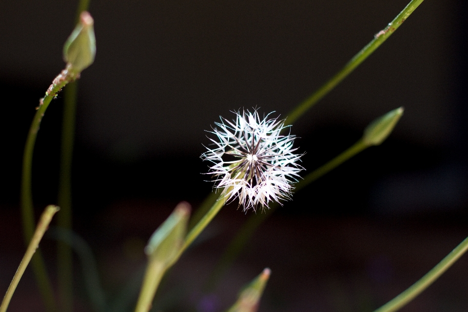 Natur gras zweig blüte