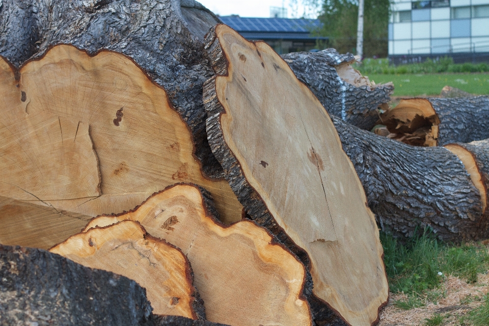 Baum rock holz stamm