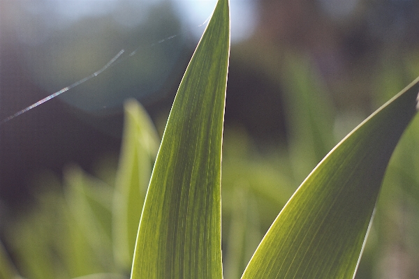 Natur gras tau anlage Foto